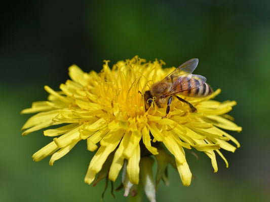 The Awakening of the Bees!