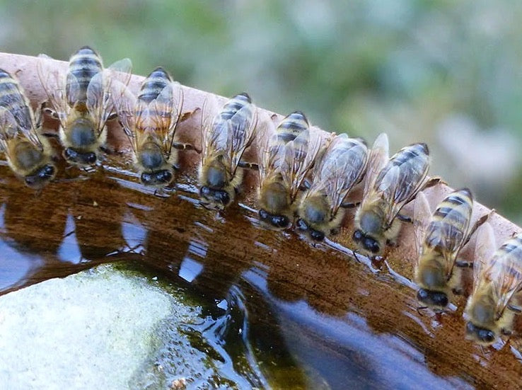 The Importance of Water