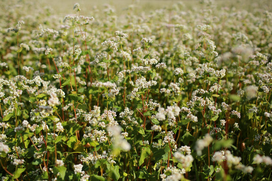 What Makes Buckwheat Honey So Distinctively Delicious?