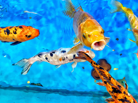 Koi: The Luck You Never Knew You Had π€