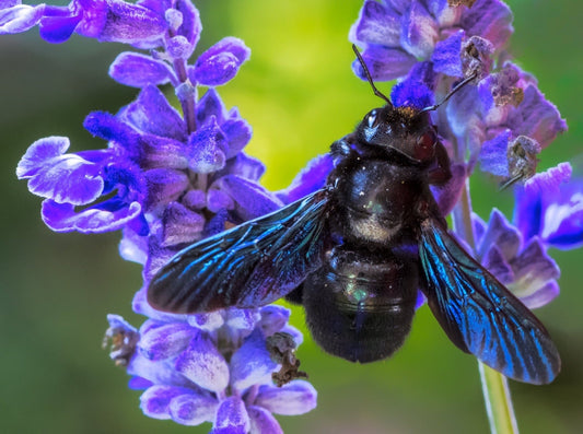 Who's That Bee! The Violet Carpenter Bee β₯οΈ