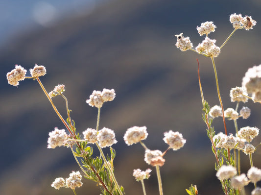 wild buckwheat flowers with honeybees