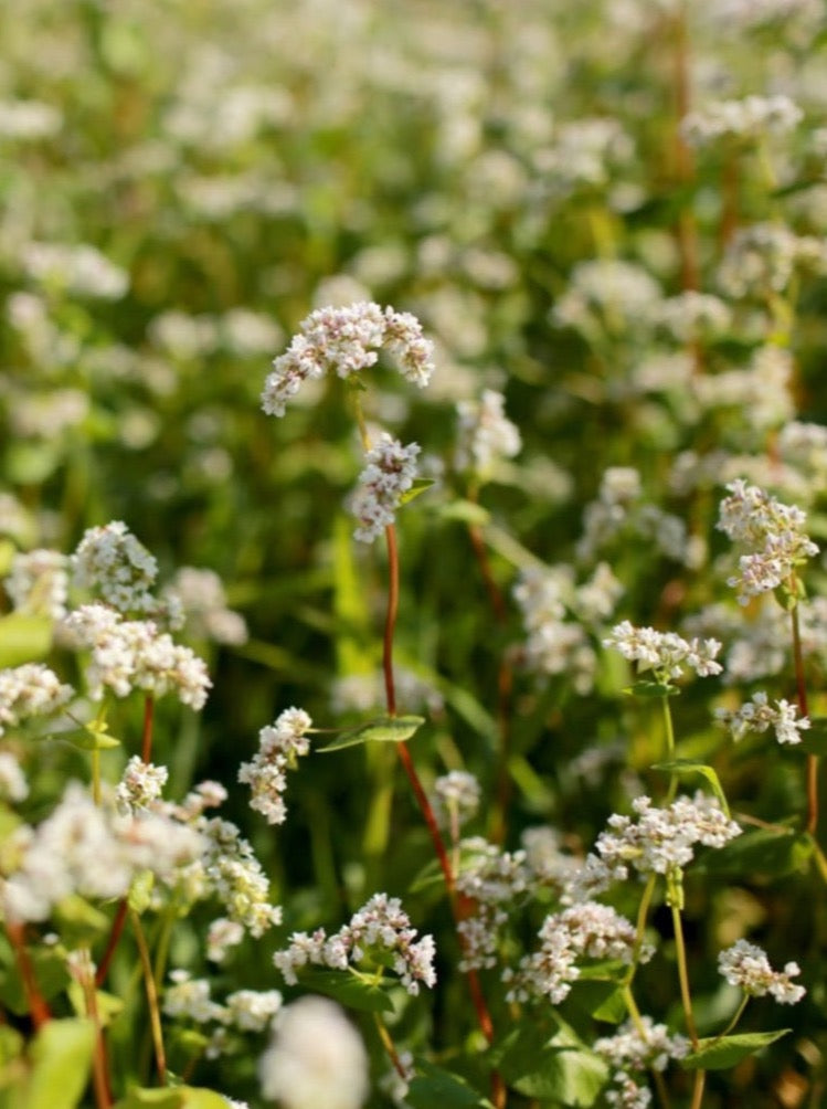 Buckwheat Honey