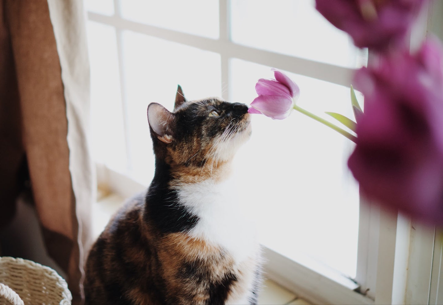 Support Craig Street Cats ❤️