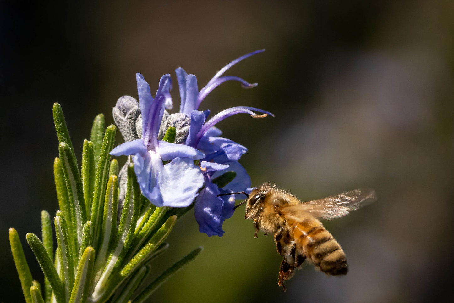 Bulk Wildflower Honey