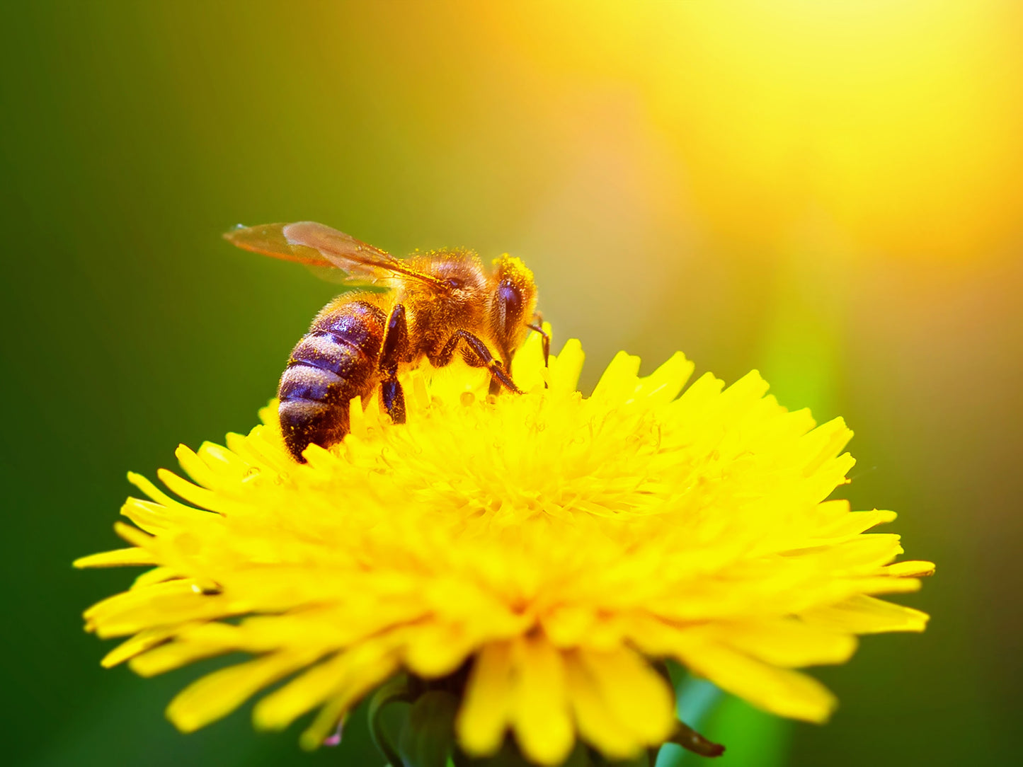 Dandelion Honey