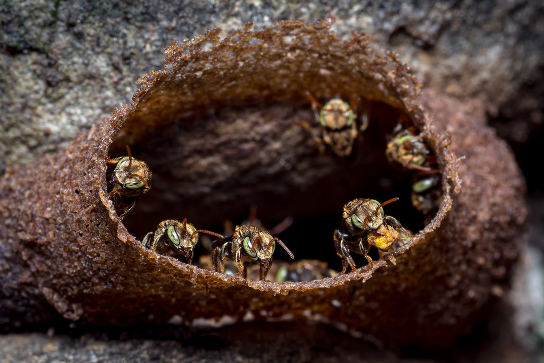 Who's That Bee! Stingless Bees 🤯