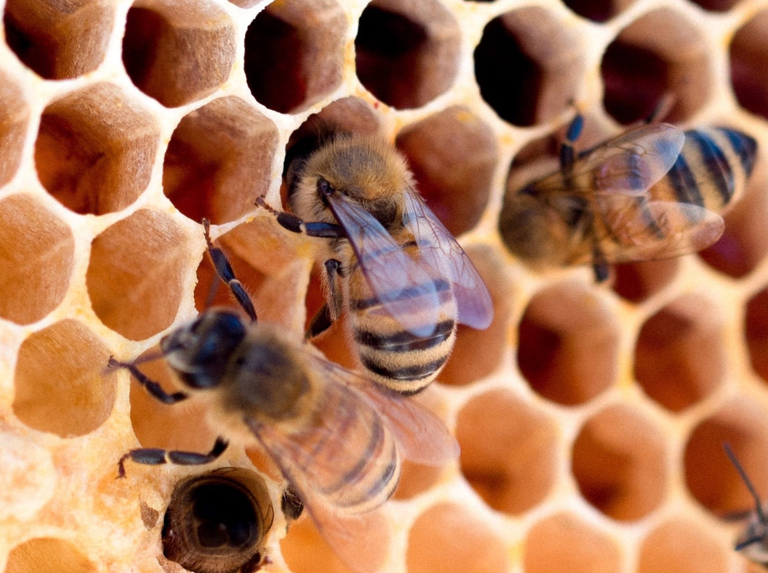Bees working on honeycomb.
