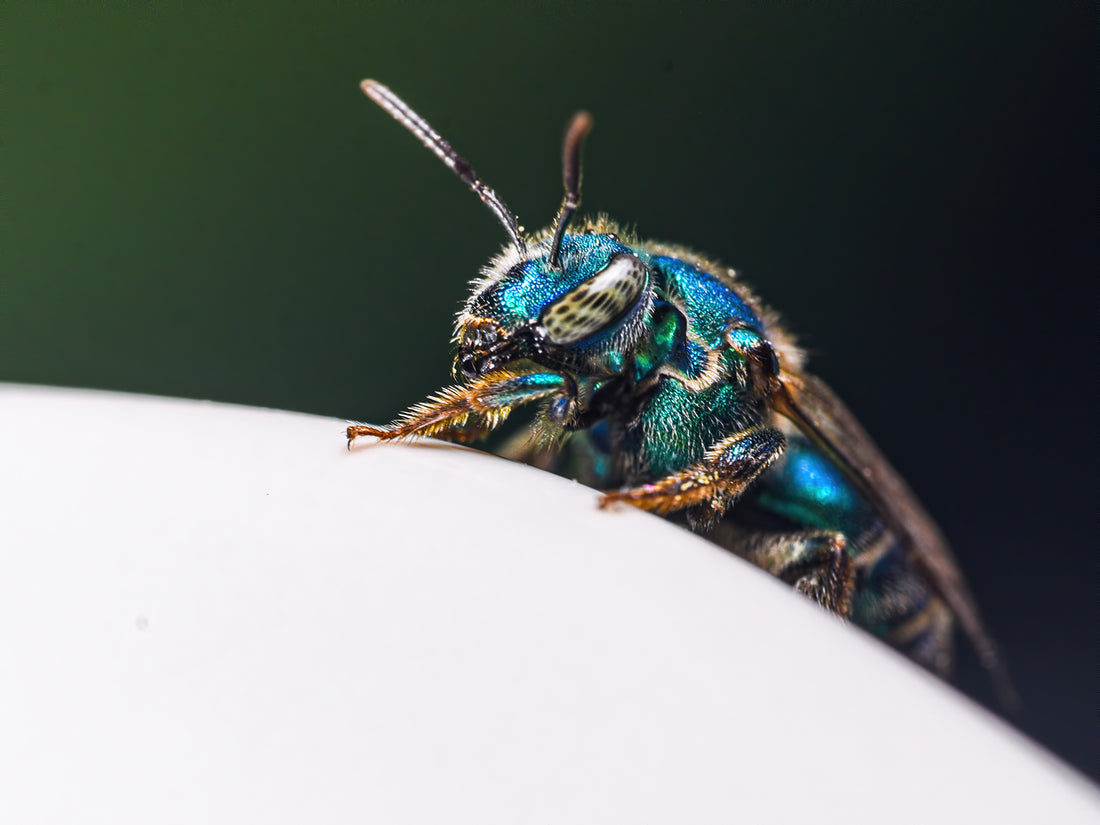 Who's That Bee! Euglossa The Great