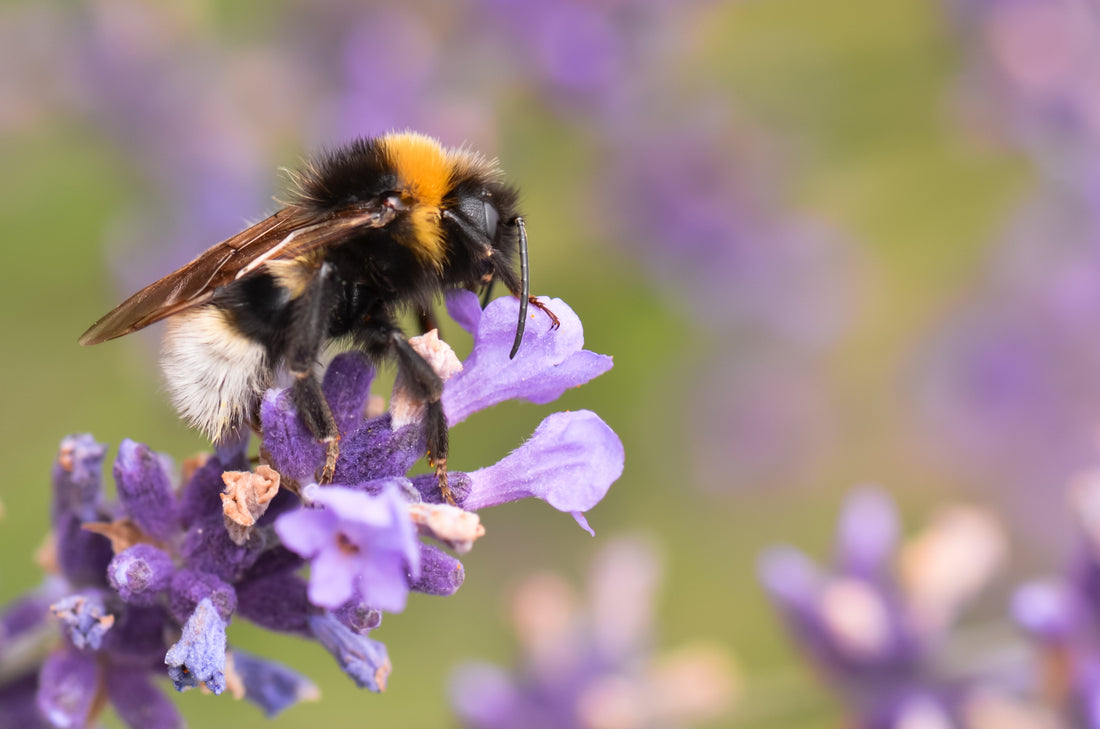 Who's That Bee!! The Mighty Bumblebee Humble-Bee