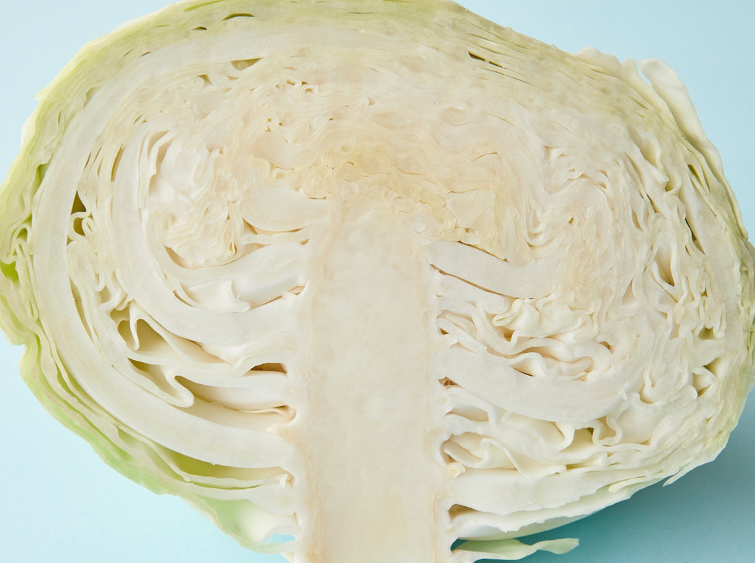 Cross section of a green cabbage.