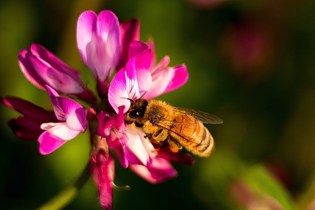 Who's That Bee!! The Indomitable Hardworking Honeybee 🐝